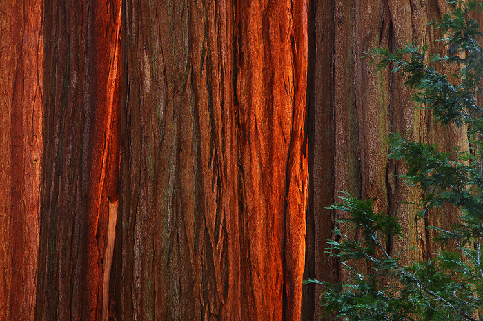 forest, titans, giant sequoia, sequoia, giant, sunset, red, bark, largest, tree, size, fires, die, old age, roots, gener photo