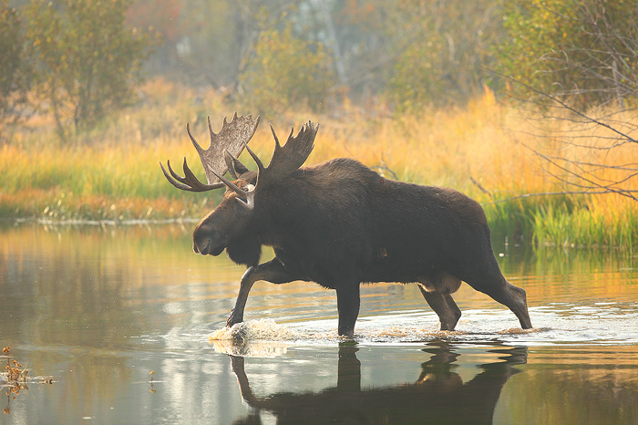 bull, moose, alces, alces, grand, teton, national, park, wyoming, wy, large, pond, water, autumn, cow, calf, rut, , photo