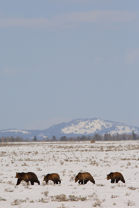 grizzly bear, grizzly bears, grizzly, grizzlies, bear, bears, ursus arctos, grand teton national park, grand tetons, tet photo