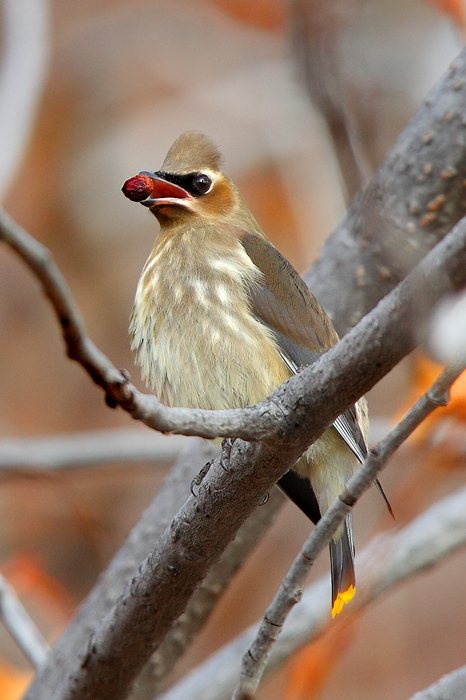 autumn, fall, cedar waxwing, wax, wing, berry, berries, red, mouth, grand teton national park, tetons, hawthorn, tree,  photo
