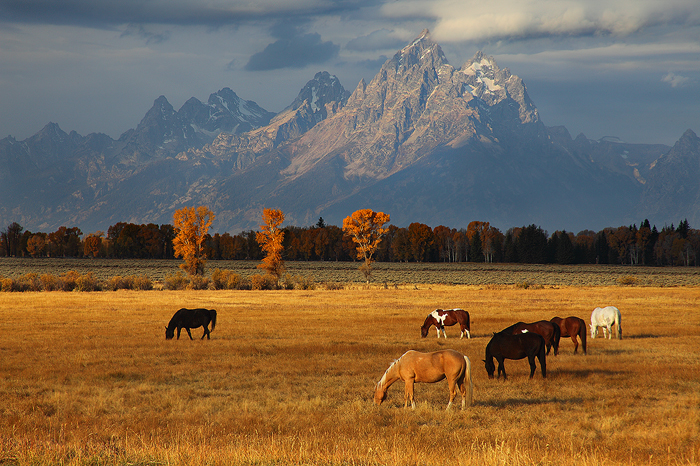 horses, horse, grand teton, grand, tetons, grand teton national park, wyoming, wy, mountains, rockies, jackson hole,  photo