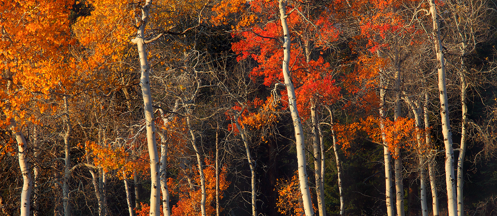 panorama, pano, trees, tree, aspens, orange, fall, autumn, trunks, yellowstone national park, yellowstone, leaves, aspen photo