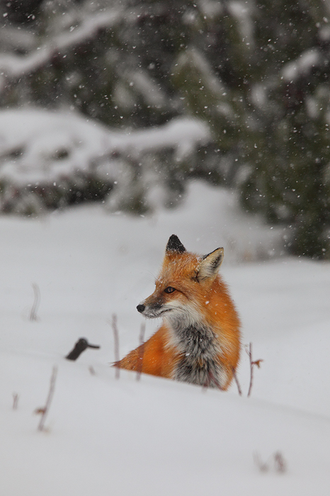 first flakes, kawuneeche valley, rocky mountain national park, fox, red fox. fox, snow, winter, never summer, animals photo