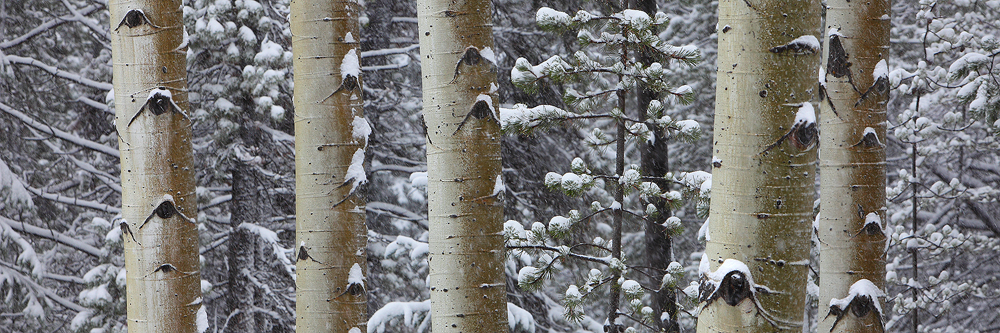 silent, snow, aspens, trees, aspen, trunks, rocky mountain national park, colorado, co, winter, snowy, wintery, forest photo