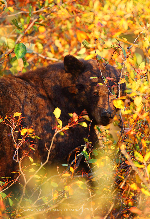 glance, american black bear, black bear, bear, bears, tetons, grand teton national park, teton, wyoming, autumn, leaves, photo