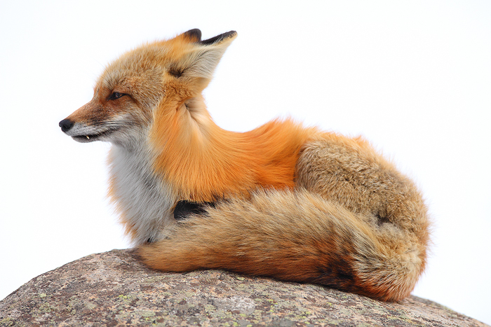 5015_Vixen_on_Rock_Nate_Zeman.jpg