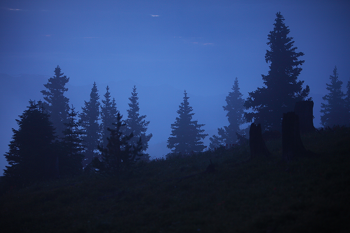 blue, dusk, pike national forest, colorado, co, boreas pass, breckenridge, clouds, fog, cloud, eerie, trees, tree, pine, photo