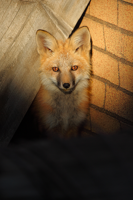 red fox, fox, kit, baby, animal, animals, den, wild animals, wild animal, wild, breckenridge, colorado,  photo