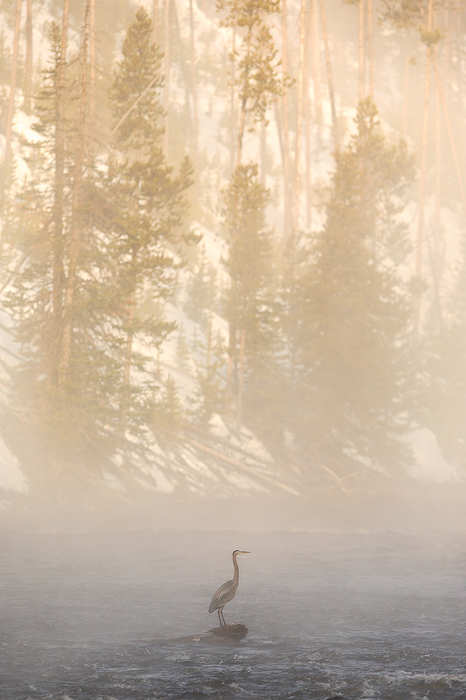 great blue heron, heron, yellowstone national park, wyoming, yellowstone, bird, fog, firehole river photo