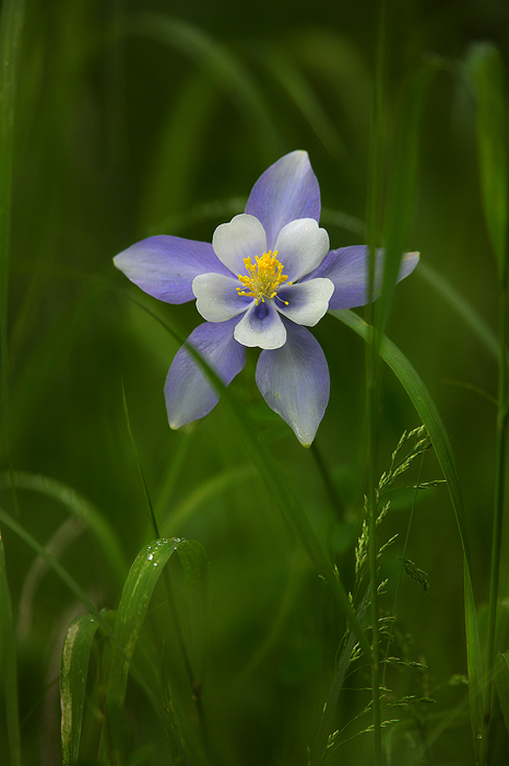 summer, colorado, columbine, columbine colorado, blue columbine, colorado, blue columbine, rocky mountain national park, photo