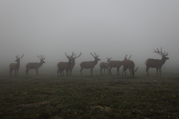 bull elk, bull, elk, rocky mountain national park, colorado, rocky mountain, rain, fog, trail ridge road, weather, antle photo