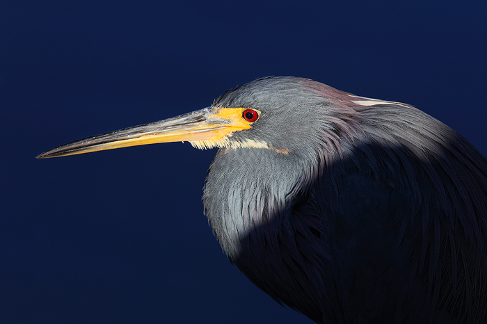 tri colored heron, heron, tricolored heron, tri colored, bird, ding darling, national wildlife refuge, sanibel island, f photo
