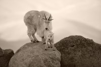 Motherly Love