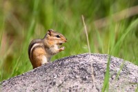 Chipmunk