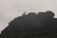 King of the Hill