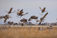 Taking Flight