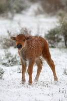 Bison Calf
