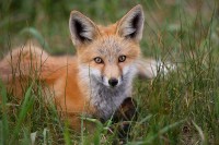 Little Red Fox