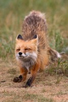 Stretch