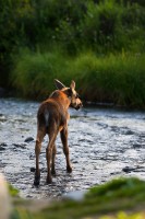 Little Moose