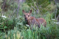 Moose Calf