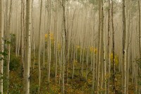 Aspen Forest