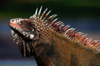Iguana
