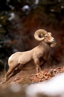 King of the Mountain