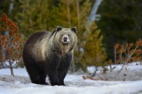 Silvertip