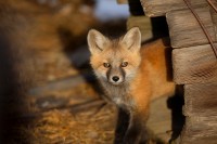 Fox Kit