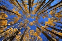 Looking Up