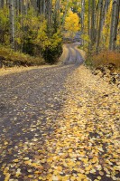 Autumn Road