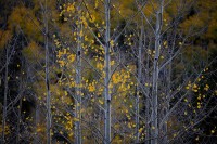 Fading Fall