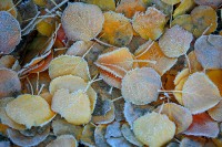 Frosty