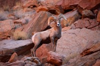  King of the Canyons