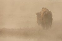 In The Mist