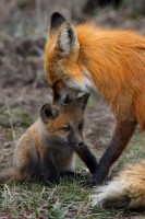 Proud Father