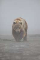 Out of the Fog