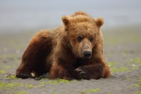 Beach Bear