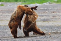 Battle at Katmai IV