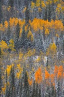 Seasons Changing