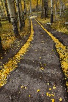 The Golden Road