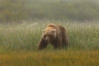 The Meadow