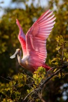 Roseate Spoonbill