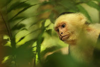 White Faced Capuchin