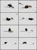Coyote and Grizzly