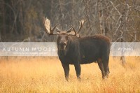 Autumn Moose