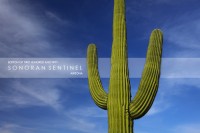 Sonoran Sentinel