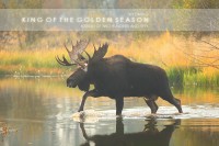 King of the Golden Season