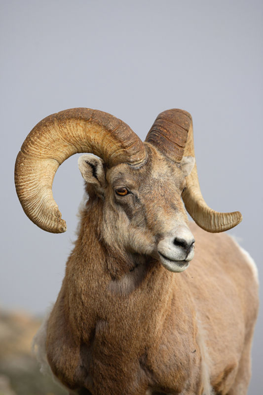 Mountain Goat Bighorn Sheep Nate Zeman Photography
